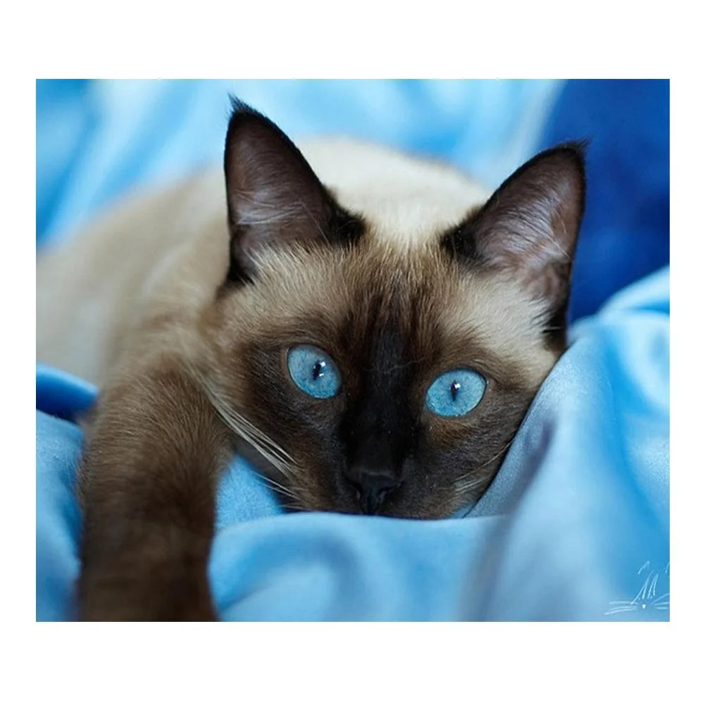 Diamond Painting - Full Round Drill - Blue Eye Cat(40*30cm)