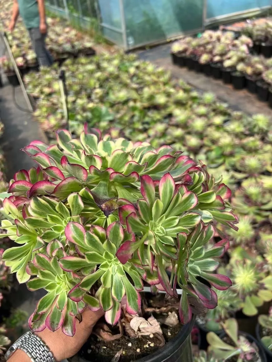 plant Aeonium Echeveria Haworthia  Caudex  Lithops Cactus  Agave 