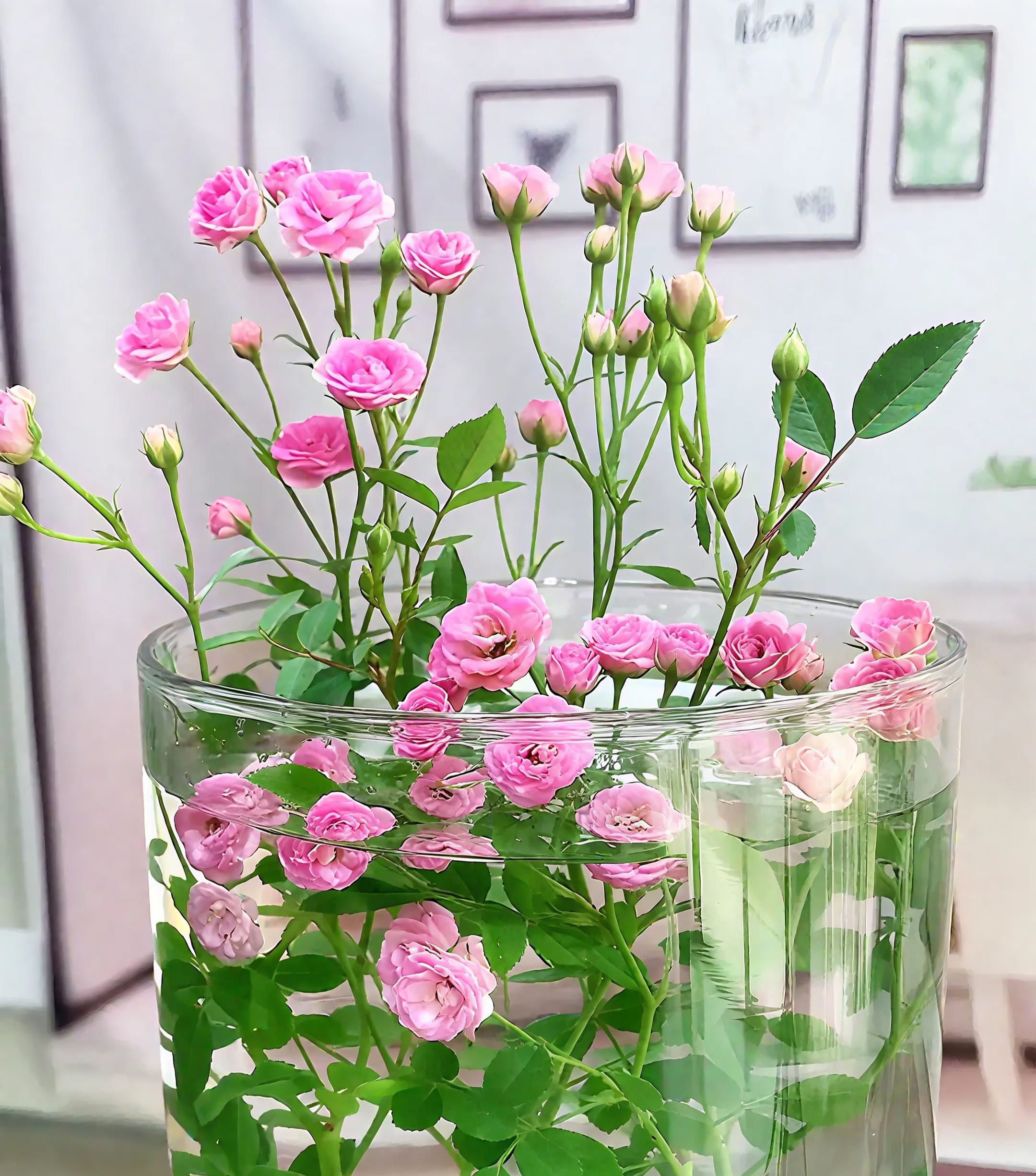 Water Beauty Rose-Miniature bonsai roses, blooming all year round, potted flowers Ornamental bonsai, indoor plants