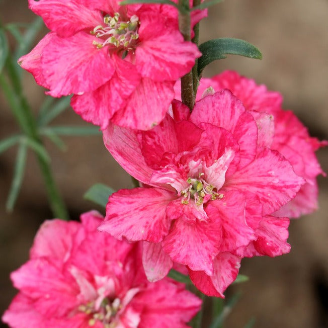 Larkspur Imperial Carmine King Flower | X 100 Seeds