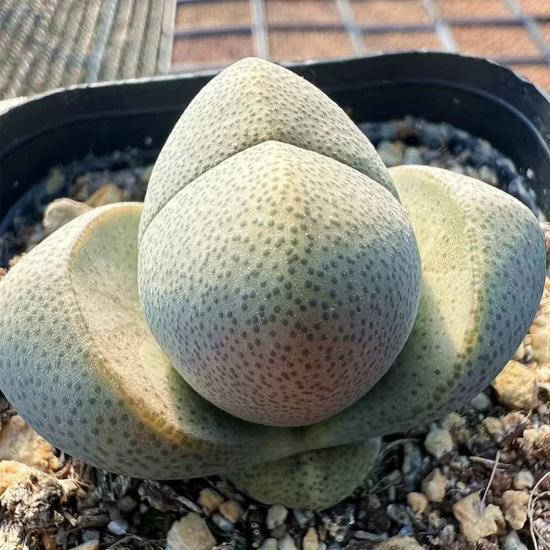 plant Aeonium Echeveria Haworthia  Caudex  Lithops Cactus  Agave 