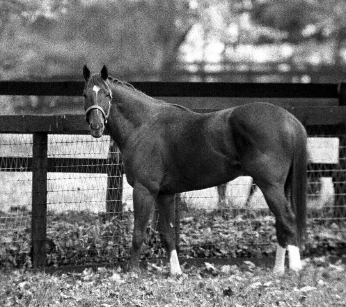 1973 Ron Turcotte SECRETARIAT Claiborne Farm Horse Racing 8x10 Photo Poster painting TripleCrown