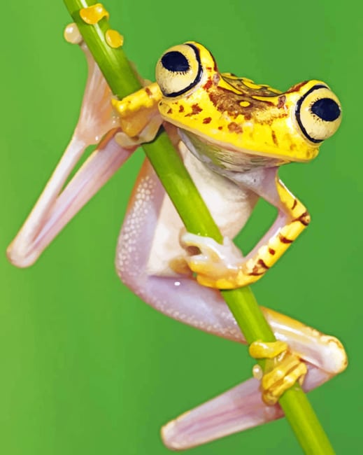 

Chachi Tree Frog – Paint By Numbers - 40*50CM, 501 Original