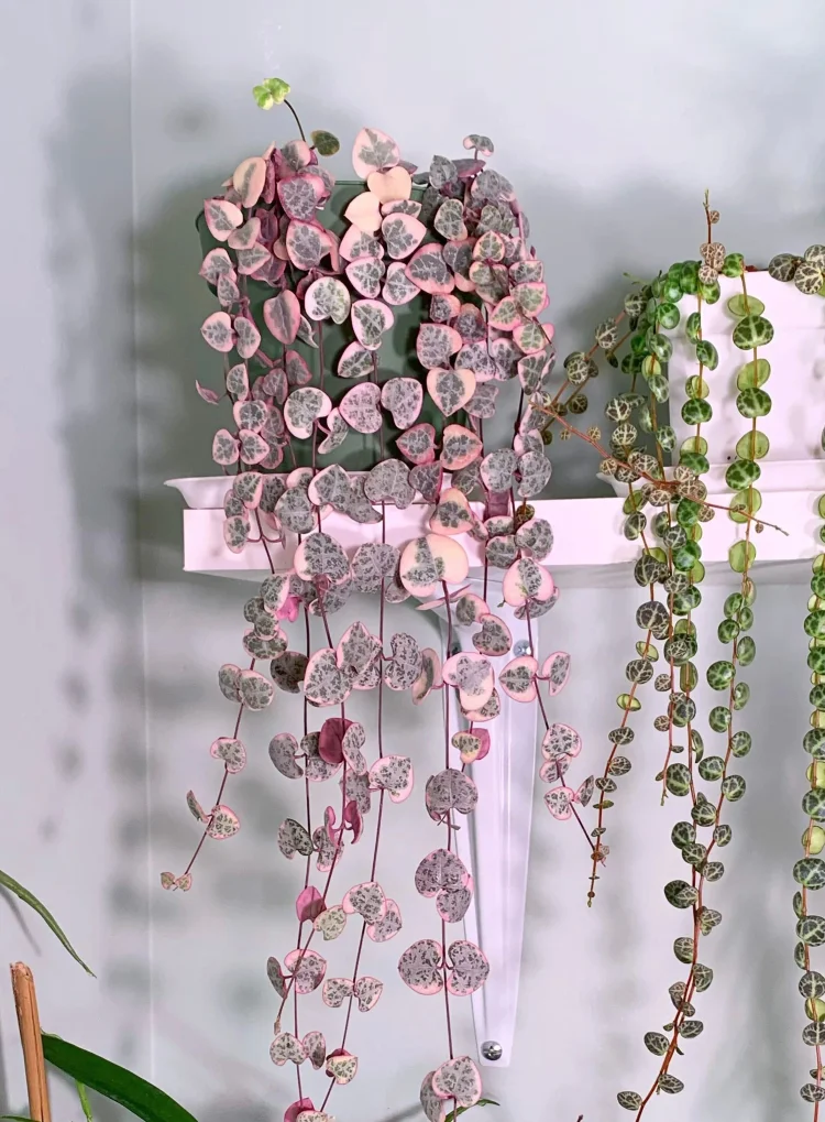 Variegated String of Hearts Starter Plants pink plant
