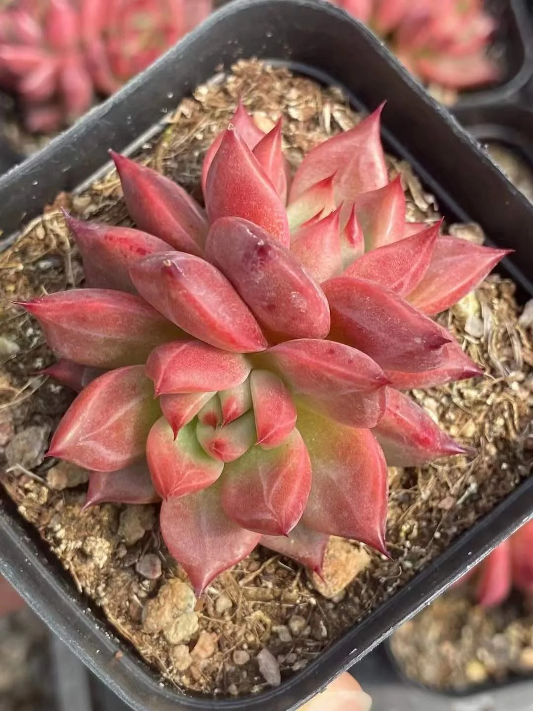 plant Aeonium Echeveria Haworthia  Caudex  Lithops Cactus  Agave 