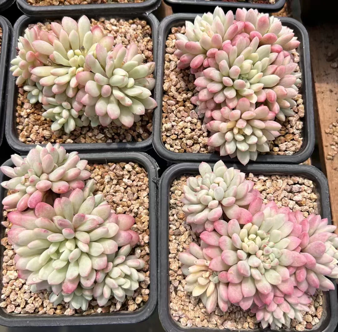 plant Aeonium Echeveria Haworthia  Caudex  Lithops Cactus  Agave 
