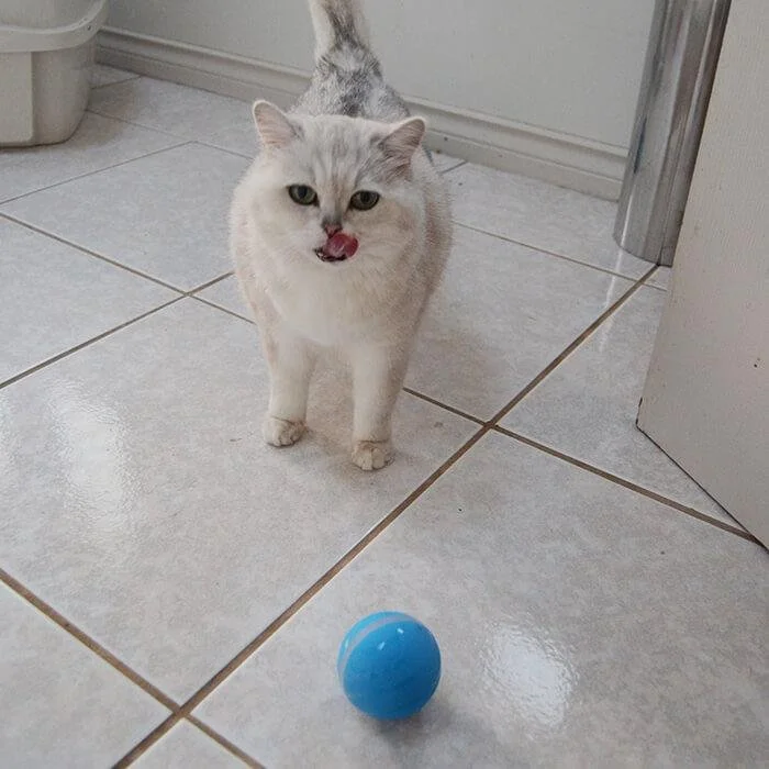 Peppy Pet Ball Interactive Pet Ball - Top-Rated Interactive Pet Toy