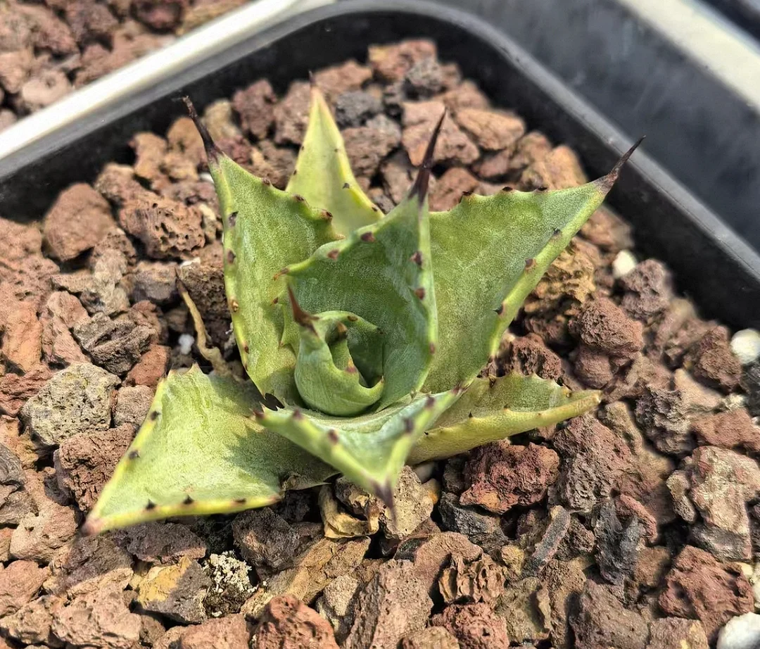 plant Aeonium Echeveria Haworthia  Caudex  Lithops Cactus  Agave 