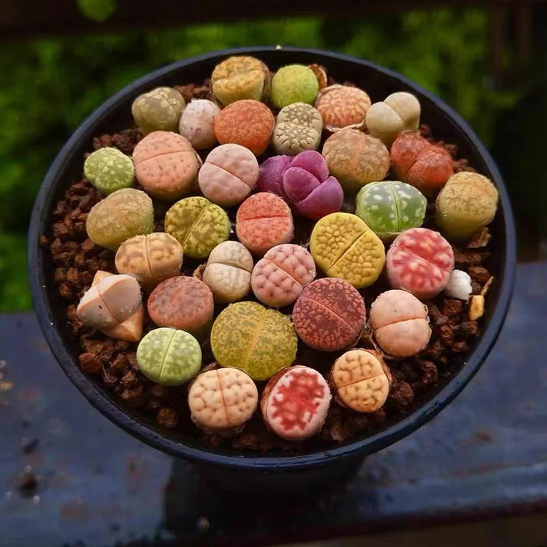 258.  Lithops mix random variety single head 1-1.5cm /Lithops and Conophytum/ Succulent plants / Garden landscape / Carefully select healthy plants