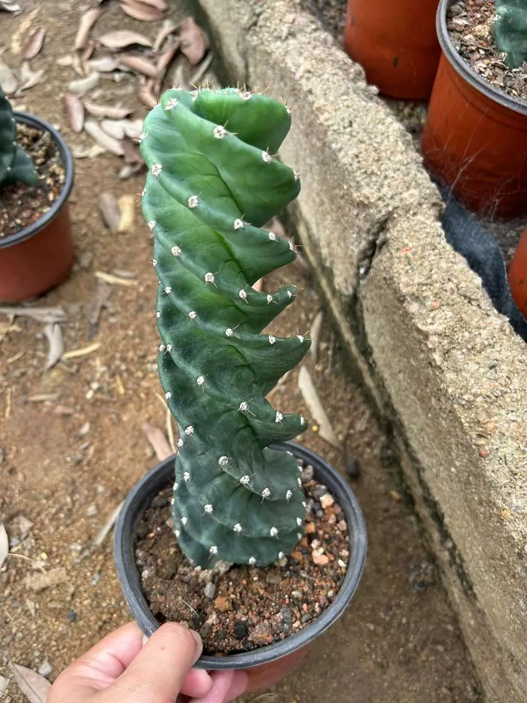 plant Aeonium Echeveria Haworthia  Caudex  Lithops Cactus  Agave 