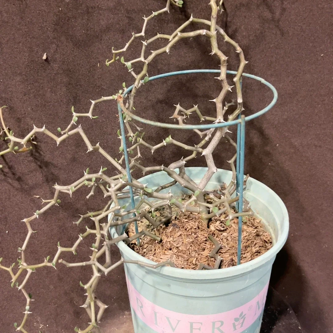 plant Aeonium Echeveria Haworthia  Caudex  Lithops Cactus  Agave 