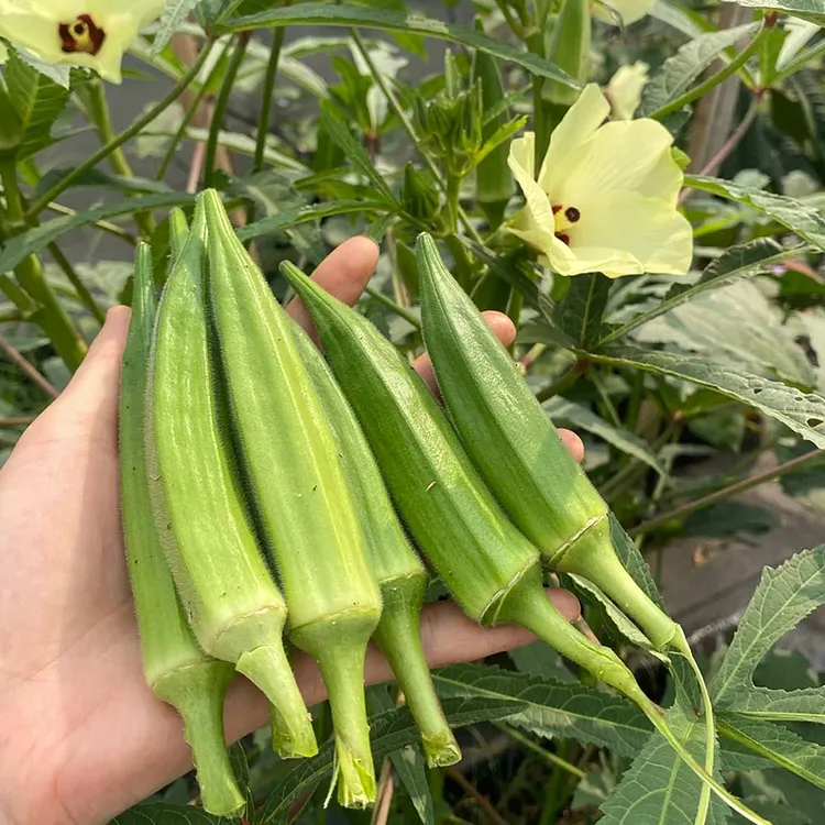 LADY FINGER SEEDS (OKRA SEEDS)