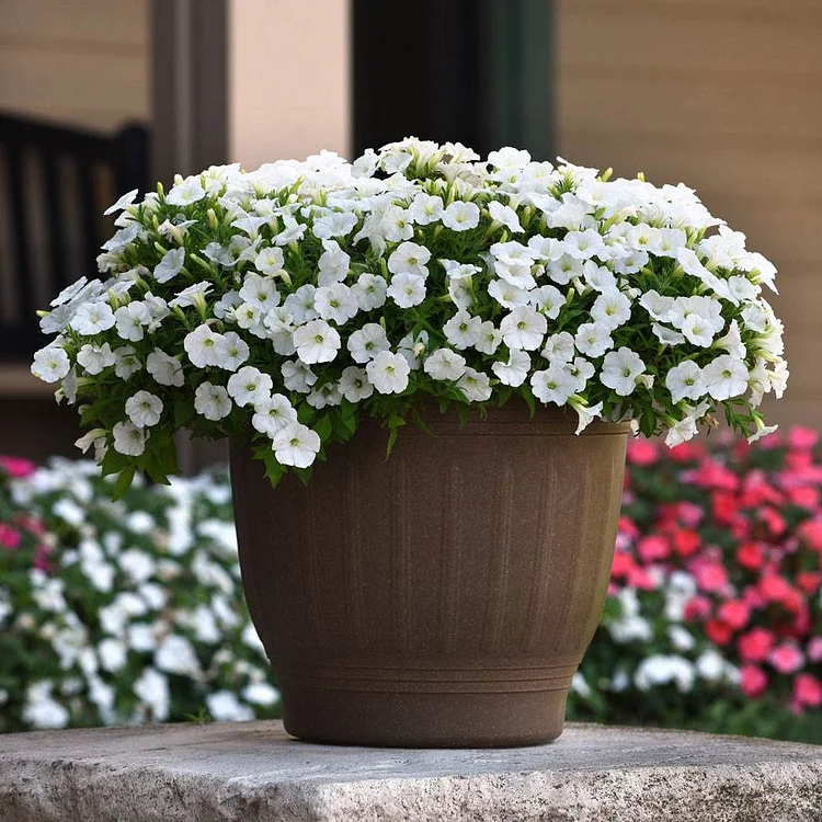 Shock Wave White Petunia Seeds