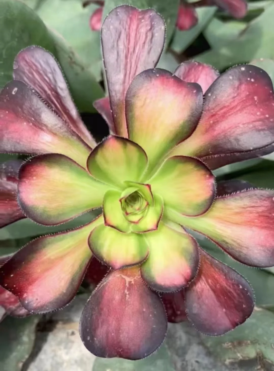 plant Aeonium Echeveria Haworthia  Caudex  Lithops Cactus  Agave 