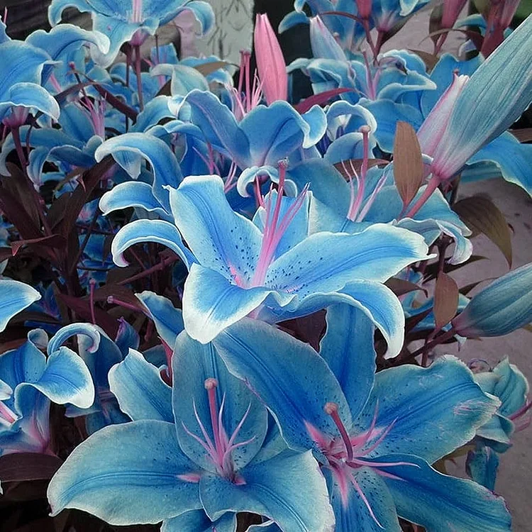 Blue Perfume Lily Seeds- Rare Color Flower Garden Plant