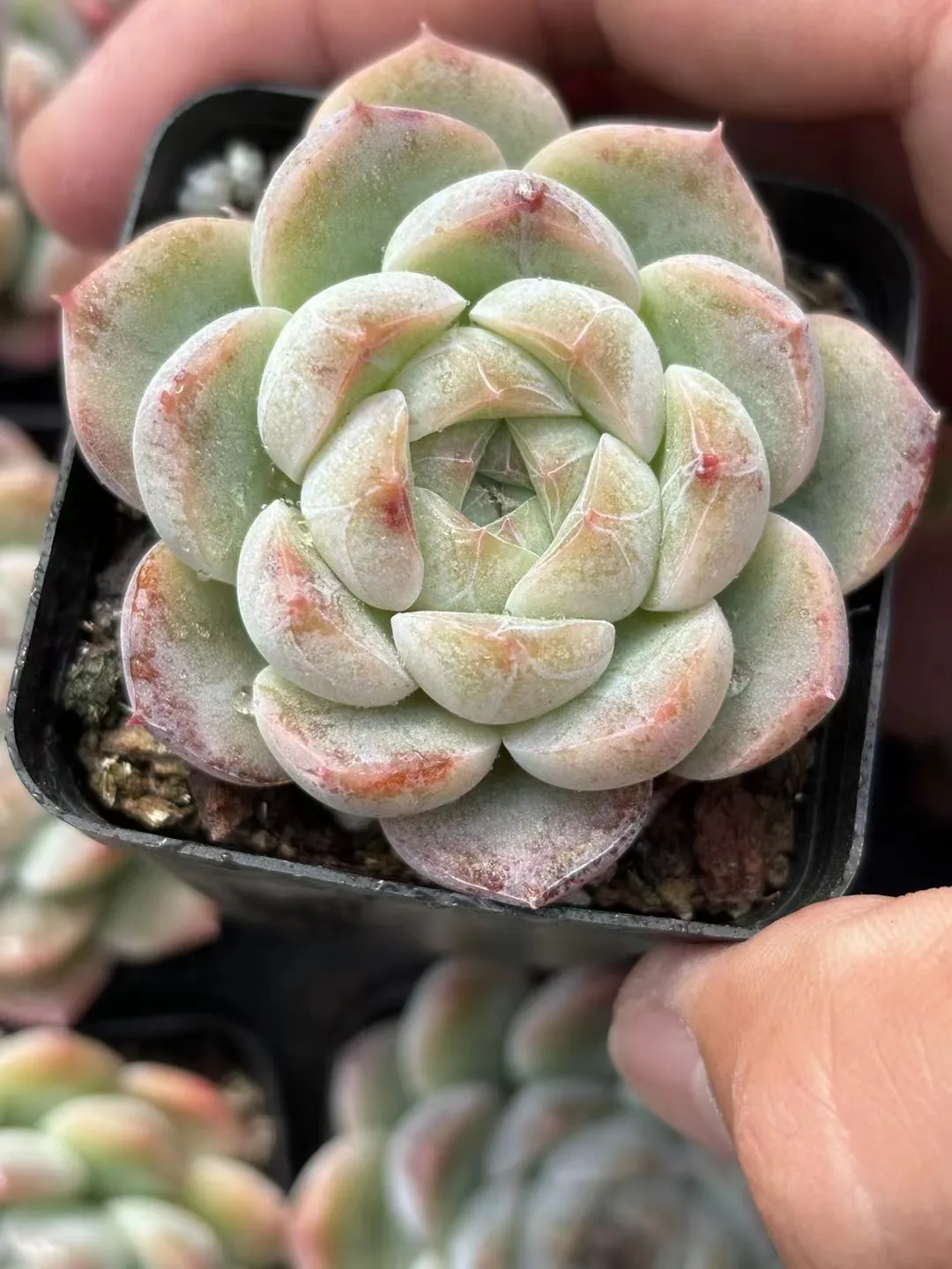 plant Aeonium Echeveria Haworthia  Caudex  Lithops Cactus  Agave 