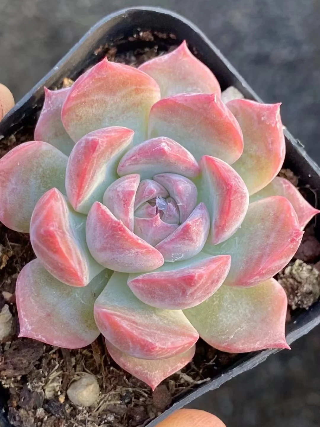 plant Aeonium Echeveria Haworthia  Caudex  Lithops Cactus  Agave 