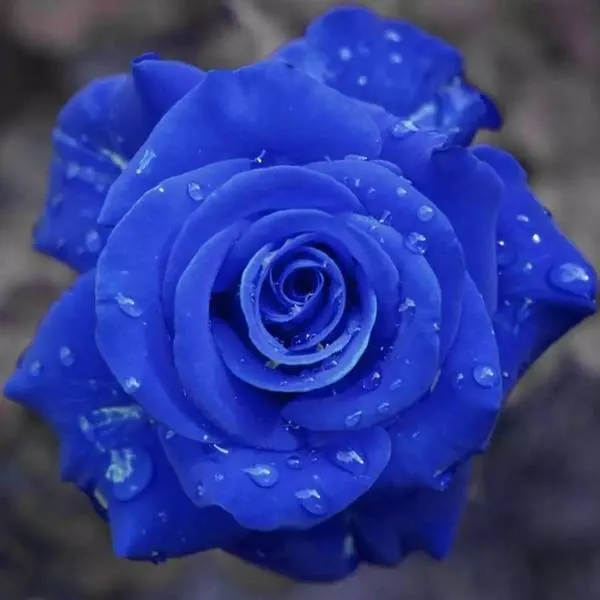 💙BLUE ENCHANTRESS ROSE SEEDS✨