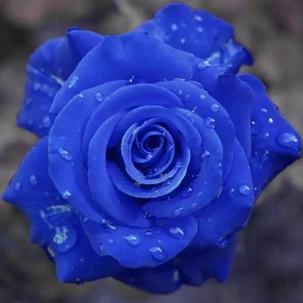 💙Heirloom Rose Seeds Collection✨