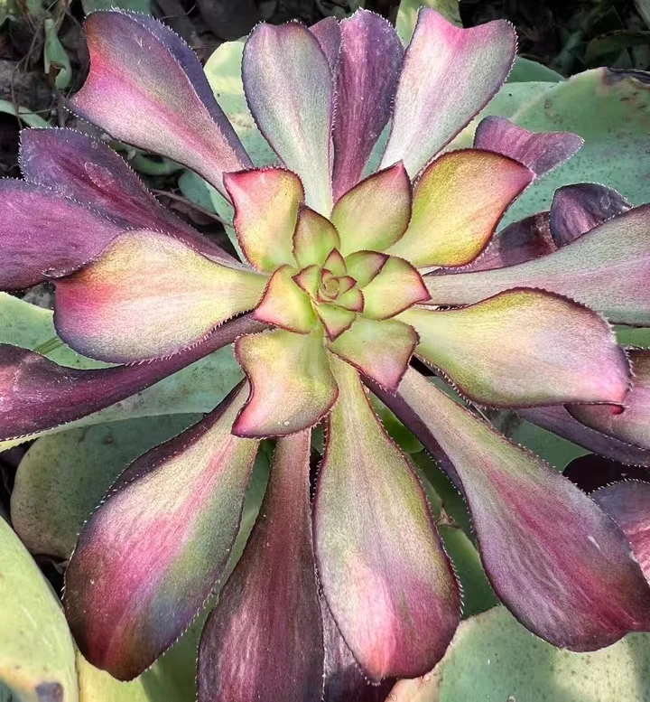 plant Aeonium Echeveria Haworthia  Caudex  Lithops Cactus  Agave 