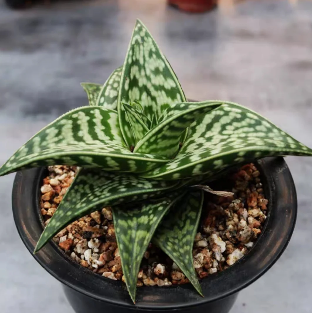 plant Aeonium Echeveria Haworthia  Caudex  Lithops Cactus  Agave 