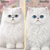 Custom Pet Diamond Painting Kit