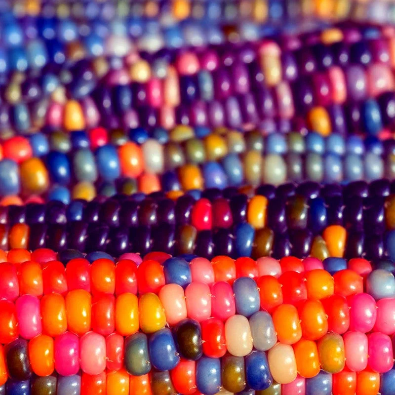 Rainbow Glass Gem Corn Seeds