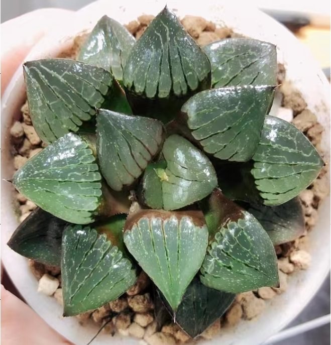 897.   Sun moon lake   4-5cm  / Haworthia/ Succulent plants / Garden landscape / Carefully select healthy plants