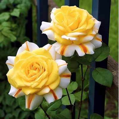 Mandala variety rose - AltaSierra