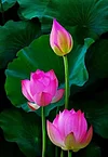 10 Pcs/ Bag Lotus Flower Mini Lotus Bonsai Aquatic Plants Bowl Lotus Water Lily Flores Perennial Plant For Home & Garden Decor