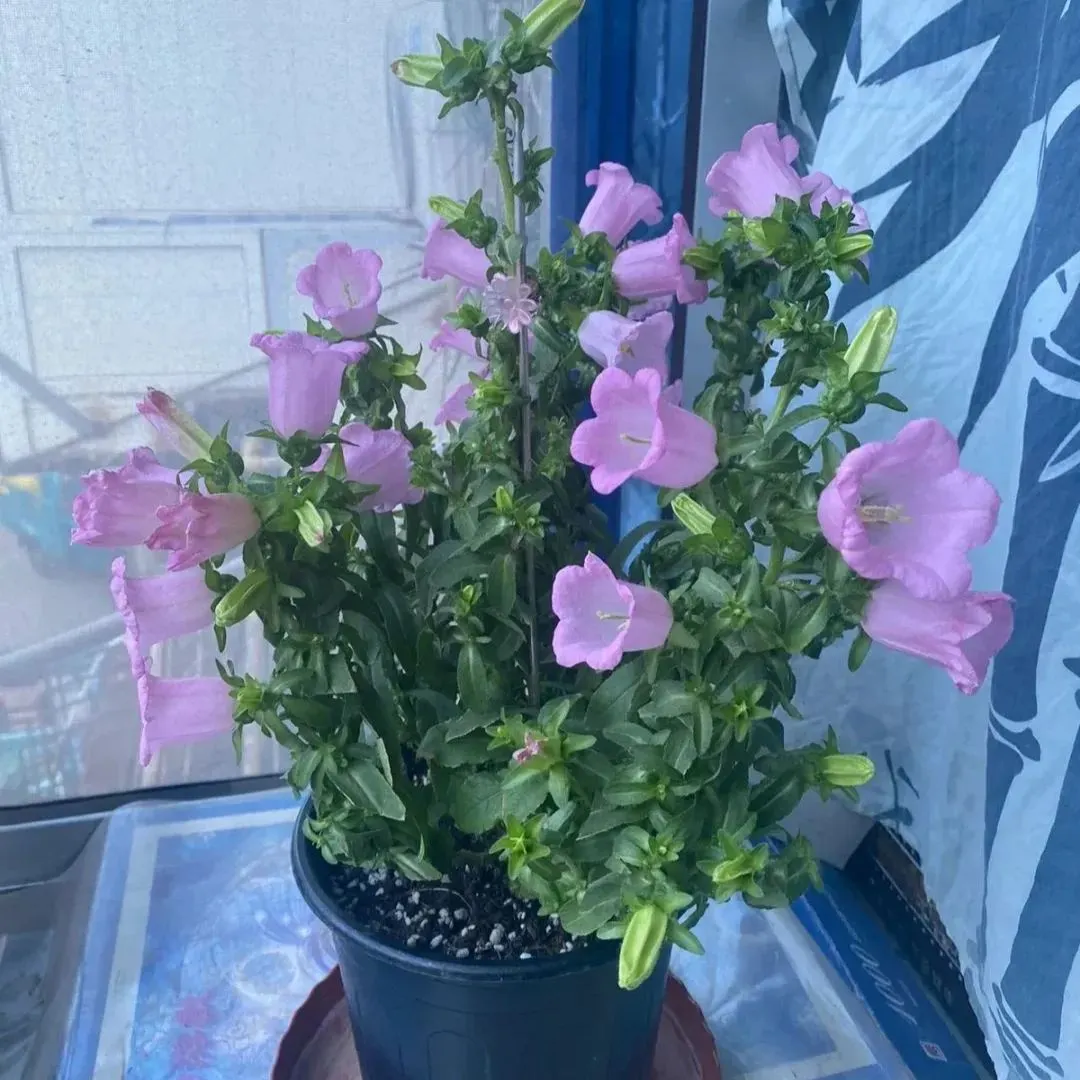 Campanula Seeds, Potted Flower Seeds
