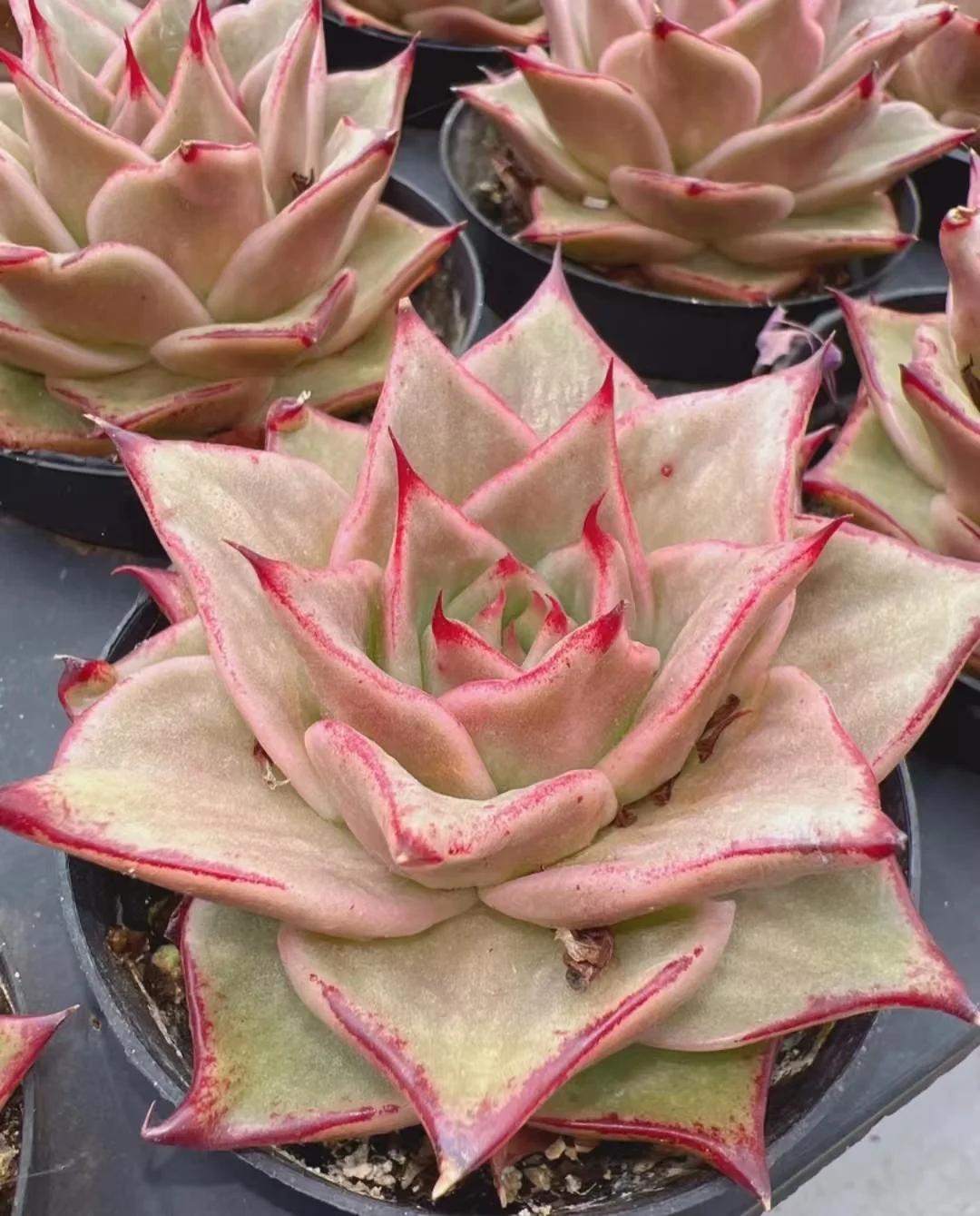 plant Aeonium Echeveria Haworthia  Caudex  Lithops Cactus  Agave 