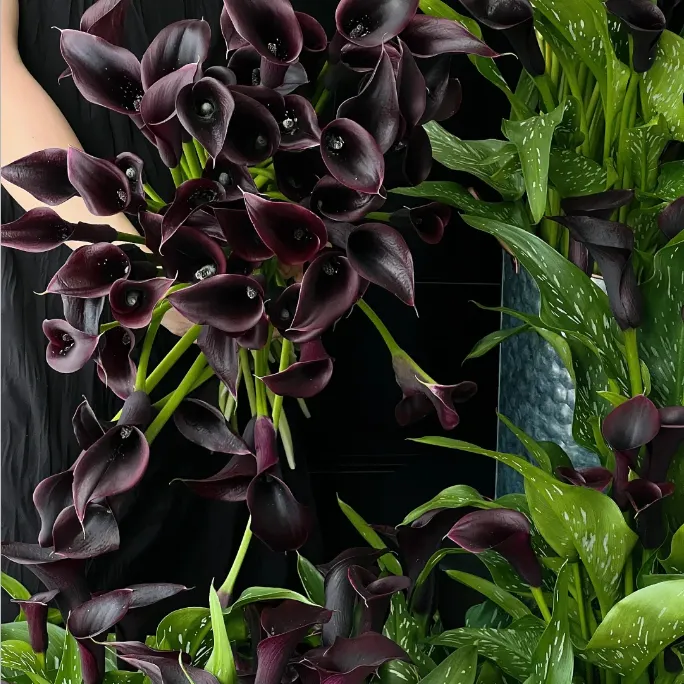 Calla Lily Bulbs – The Magical Bloom That Never Fails