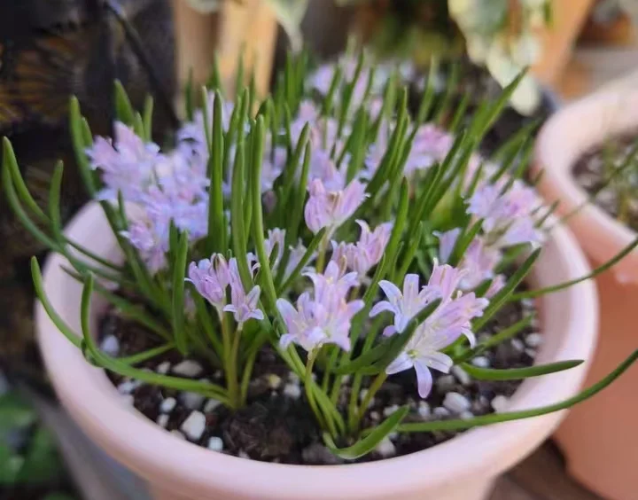 plant Aeonium Echeveria Haworthia  Caudex  Lithops Cactus  Agave 