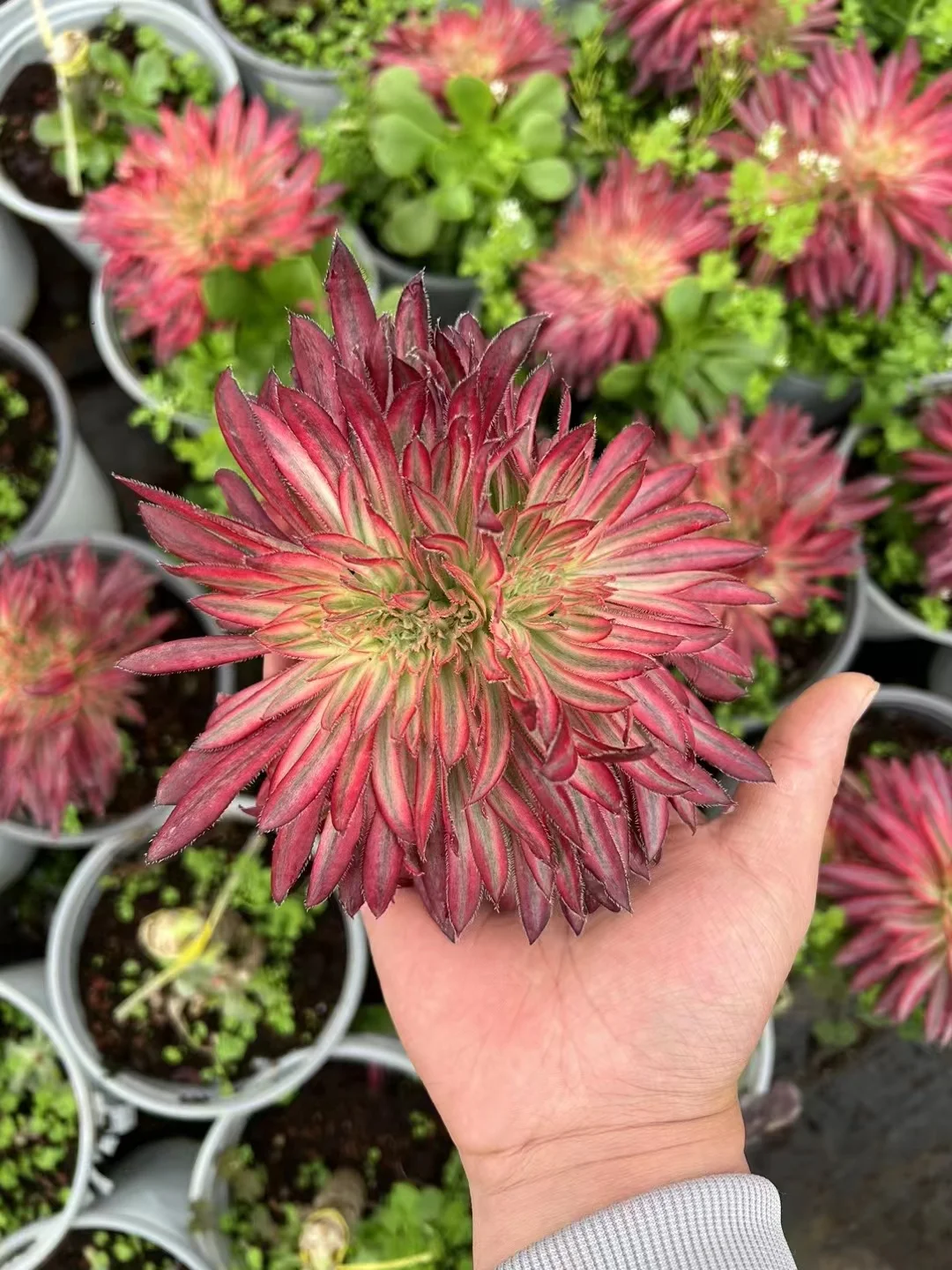 plant Aeonium Echeveria Haworthia  Caudex  Lithops Cactus  Agave 