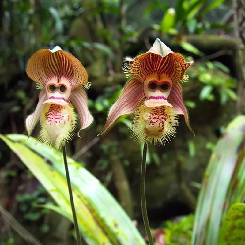 🔥🔥🔥Amazing plants! Monkey Orchid🙉 