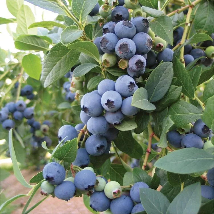 🪴Giant Blueberry Fruit Seeds