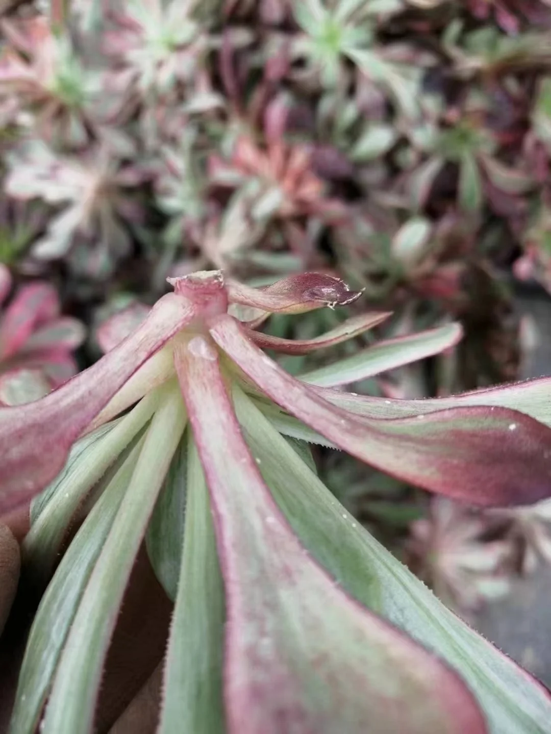 plant Aeonium Echeveria Haworthia  Caudex  Lithops Cactus  Agave 