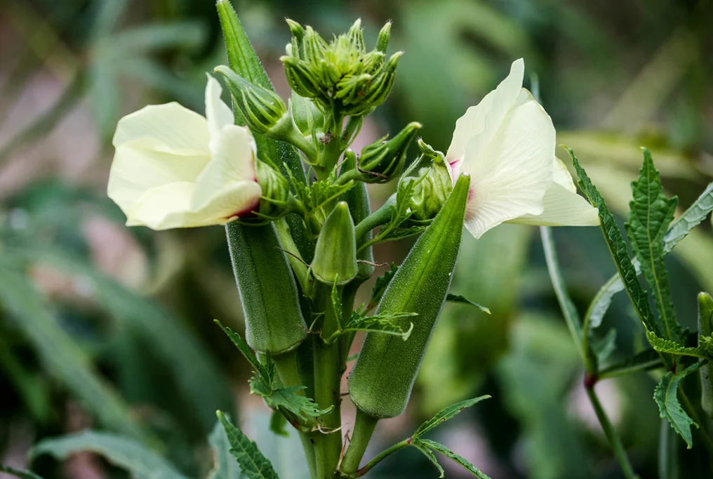 Jambalaya Okra