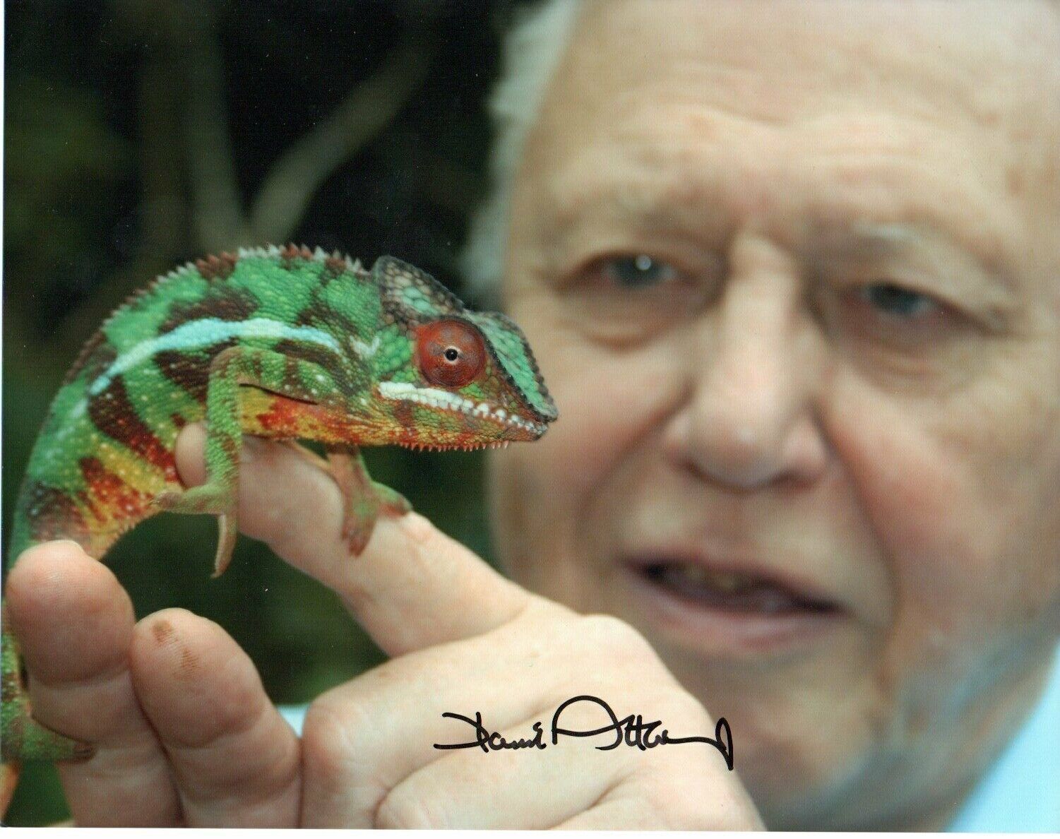 David Attenborough TV Presenter  Signed 10 by 8 inches Genuine Signature Photo Poster painting