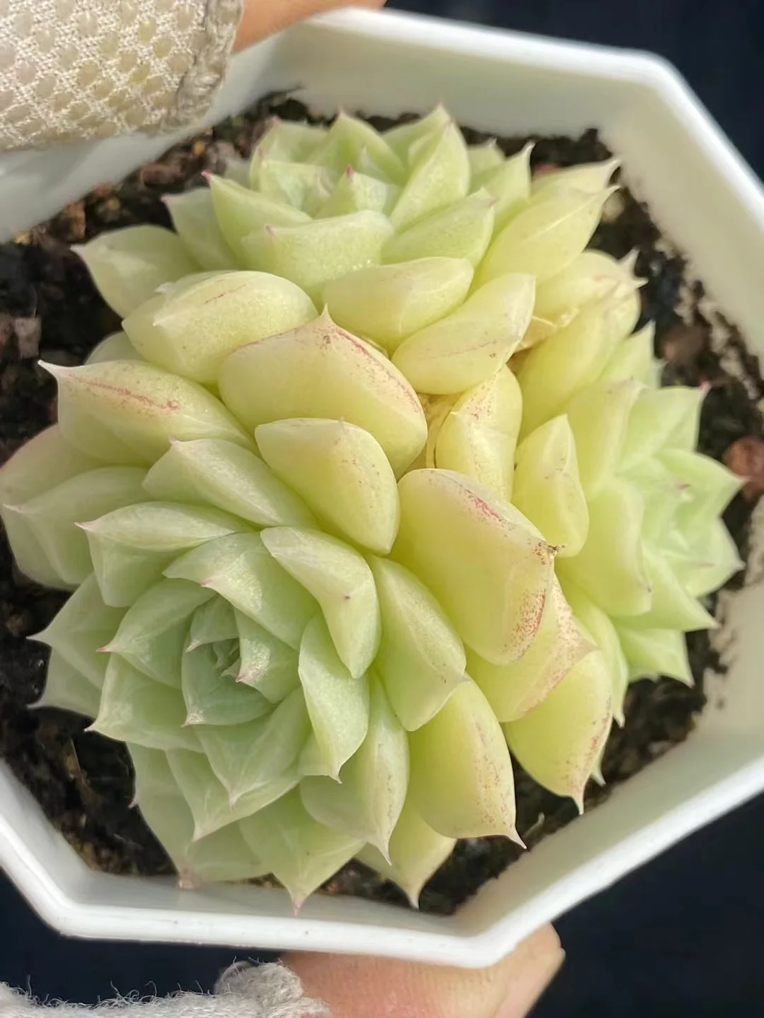 plant Aeonium Echeveria Haworthia  Caudex  Lithops Cactus  Agave 