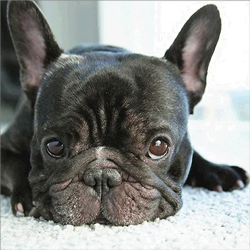 Diamond Painting - Full Round/Square Drill - Dog(30*30 - 50*50cm)