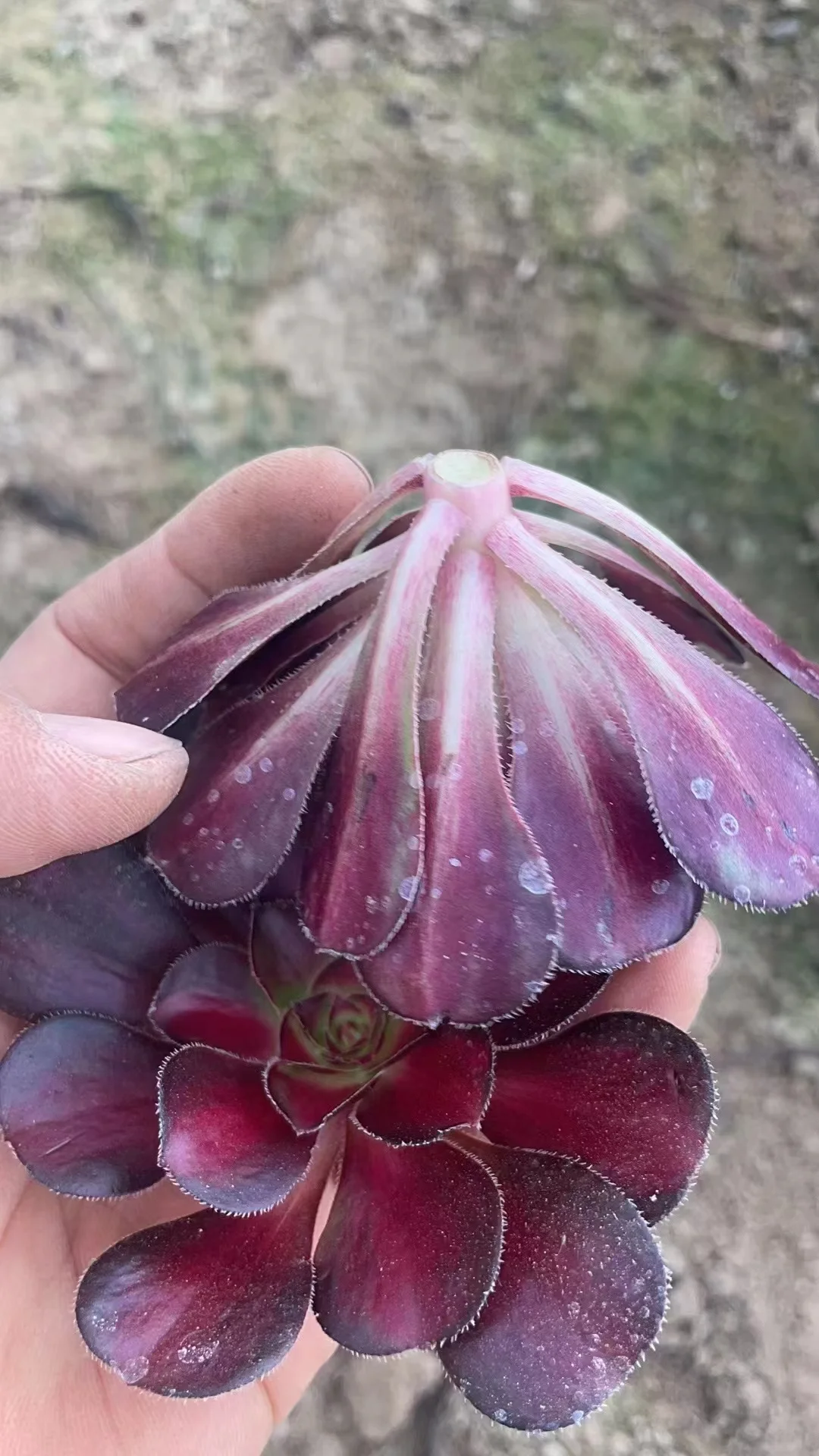 plant Aeonium Echeveria Haworthia  Caudex  Lithops Cactus  Agave 