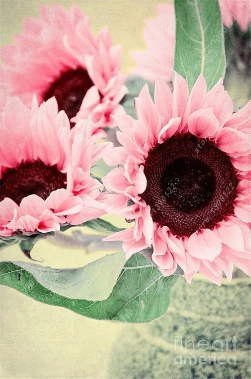 High-Quality Midnight Oil Pink Sunflowers Design Concept High-Quality Midnight Oil Pink Sunflowers Design Concept
