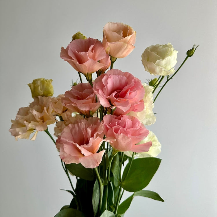 Lisianthus Celeb 2 Honey Pink Flower | X 20 Seeds (NOT TO WA)