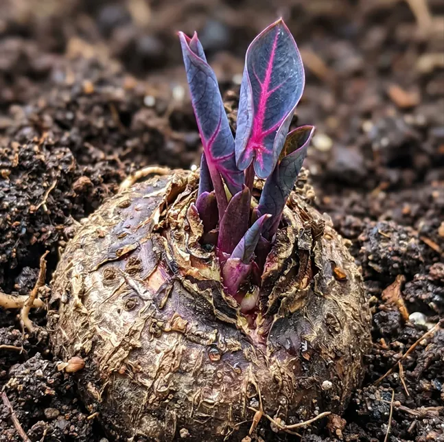 🌈 Giant Caladium Bulbs 🎊The color wizard that creates a dream garden 🌿✨