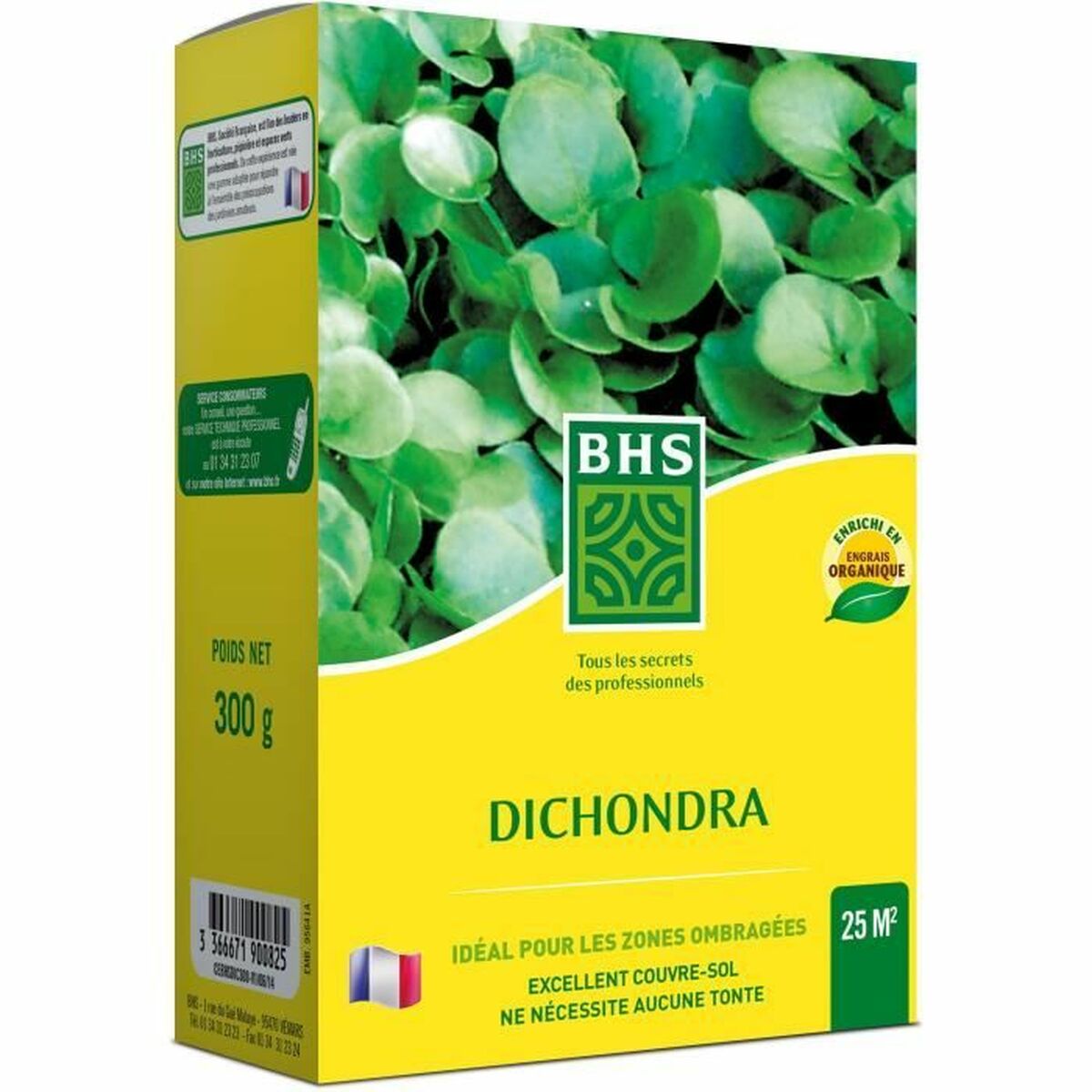 Seeds BHS Dichondra