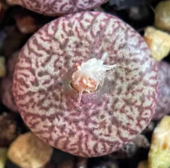 plant Aeonium Echeveria Haworthia  Caudex  Lithops Cactus  Agave 