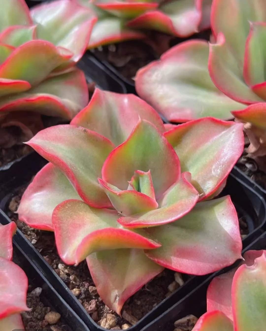 plant Aeonium Echeveria Haworthia  Caudex  Lithops Cactus  Agave 