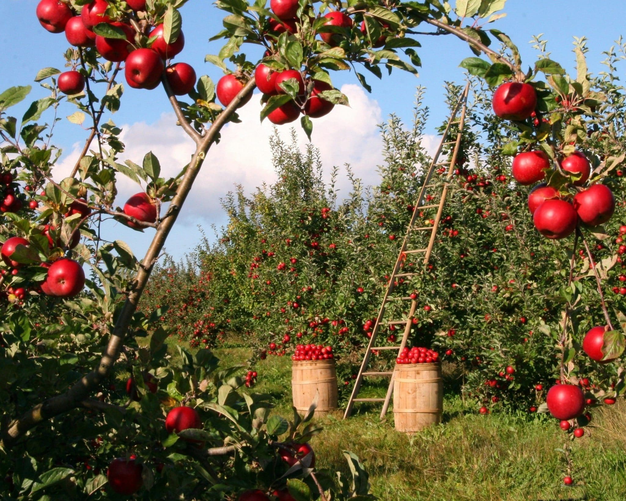 

Apples Fields – Paint By Numbers - 40*50CM, 501 Original